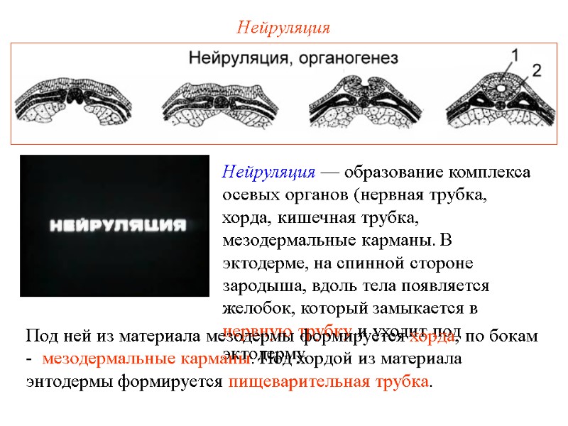Нейруляция Нейруляция — образование комплекса осевых органов (нервная трубка, хорда, кишечная трубка, мезодермальные карманы. Нейруляция Нейруляция — образование комплекса осевых органов (нервная трубка, хорда, кишечная трубка, мезодермальные карманы.
